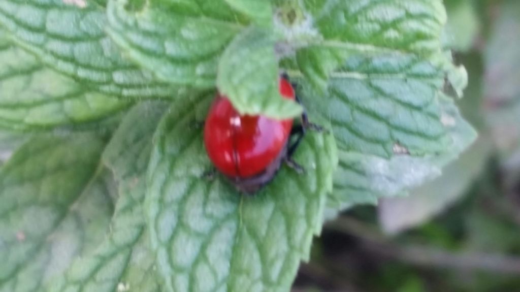 Coccinella? No, Chrysolina lutea, Chrysomelidae